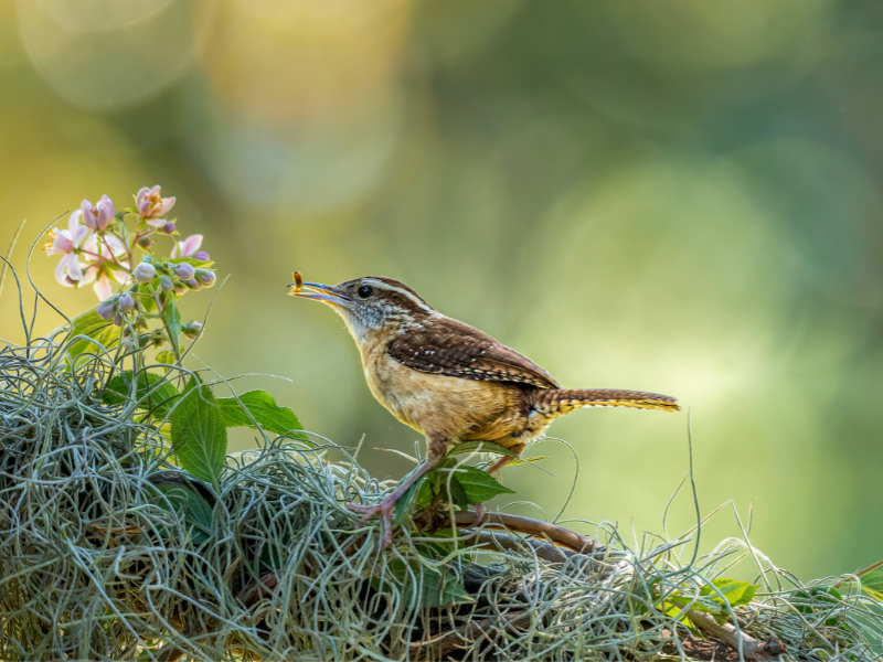 Are you an early bird?