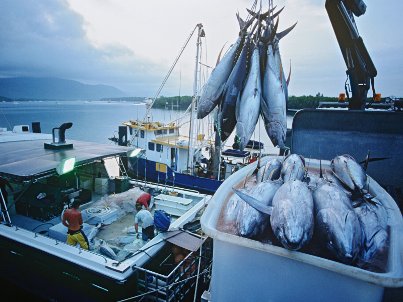 Fisheries & Seafood Scheme reopens for applications