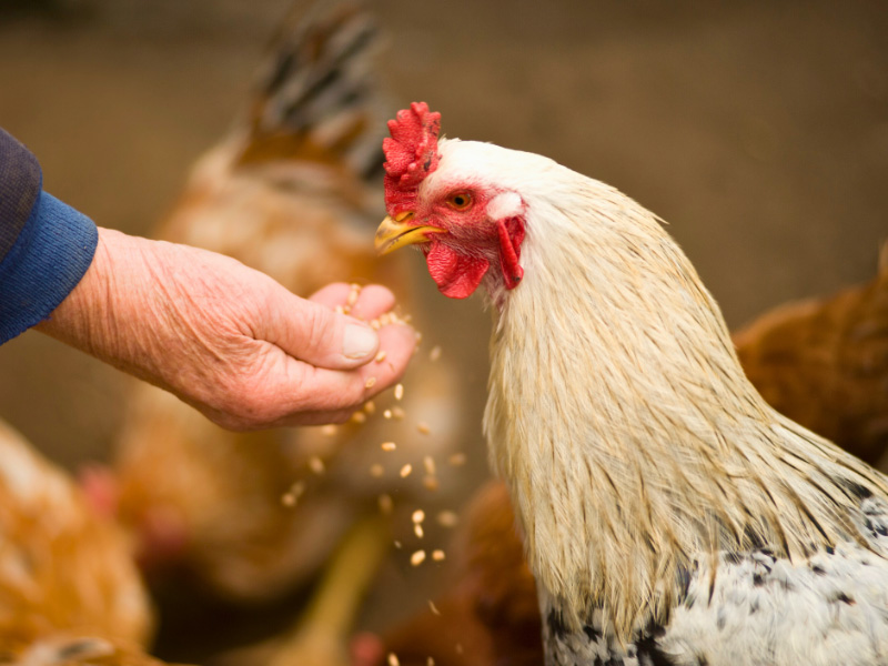 Poultry feed deal has been cleared by CMA